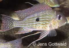 Geophagus sp. aff. altifrons "Rio Tapajos" (m)