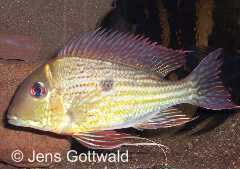 Geophagus sp. "Guyana II" (m)