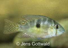 Gymnogeophagus che (w)