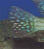 Geophagus sp. aff. altifrons 'Tapajos'