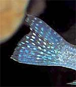 Geophagus altifrons 'Xing&uacute;'
