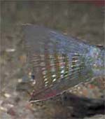 Geophagus sp. cf. altifrons 'Tocantins/Araguaia'