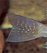Geophagus argyrostictus 'Altamira'