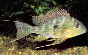 Geophagus sp. cf. altifrons 'Xingu'