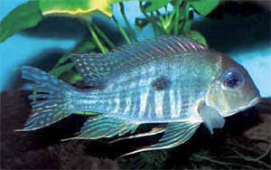 Geophagus sp. 'Xingu'