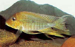 Geophagus sp. aff. altifrons 'Xingu'