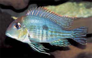 Geophagus sp. 'Tapajos'