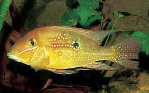 Geophagus argyrostictus 'S�o Felix', Foto: U.Werner
