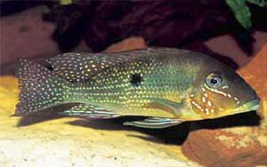 Geophagus sp. aff argyrostictus 'Tapajos', Foto:T.Weidner