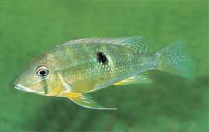 Geophagus argyrostictus 'Tamanduazinho'