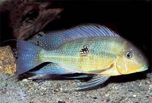 Geophagus argyrostictus 'Altamira'